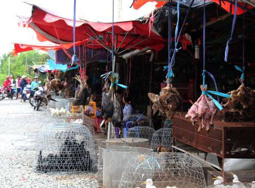 10 triệu USD chống buôn lậu các loài hoang dã ảnh 1